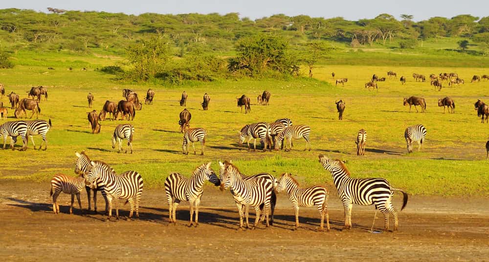 Stádo zebier v Afrike